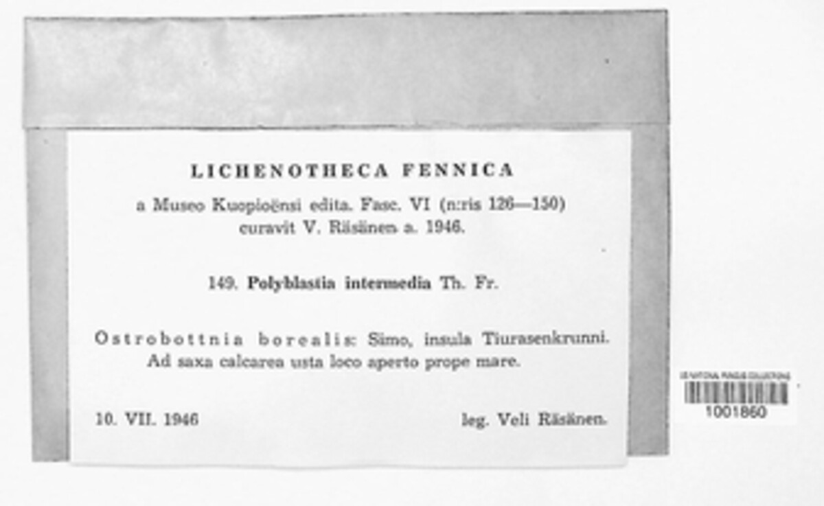 Polyblastia intermedia image